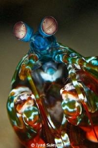 Mantis Shrimp Portrait by Iyad Suleyman 
